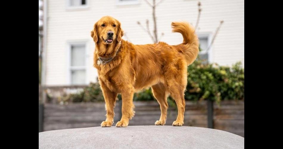 The Dog Image
