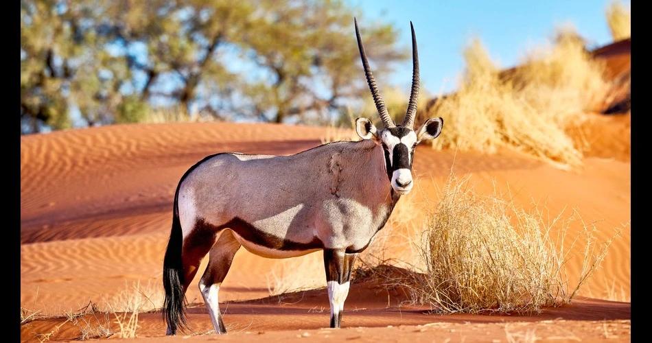 gadha